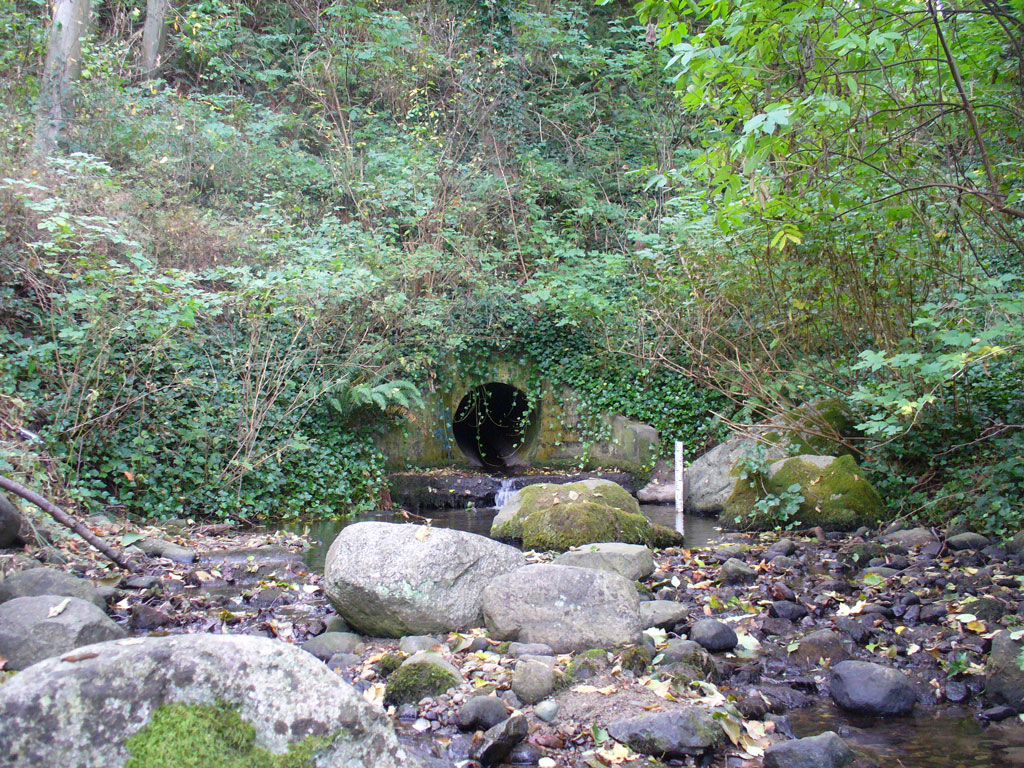 The culvert pictured here is thought to have long prevented spawning Coho salmon from accessing the upper stream.
