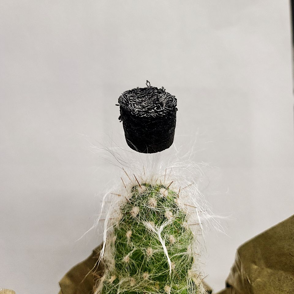 Dried soft material on cactus