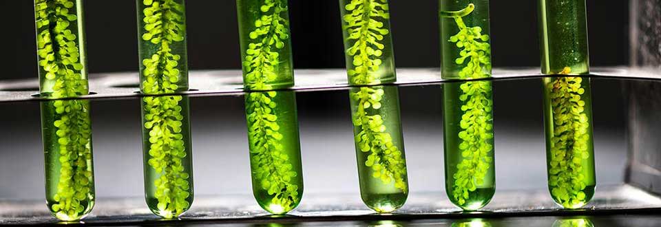 Close-up of several test tubes containing a bright green substance and plant matter, in a metal rack.