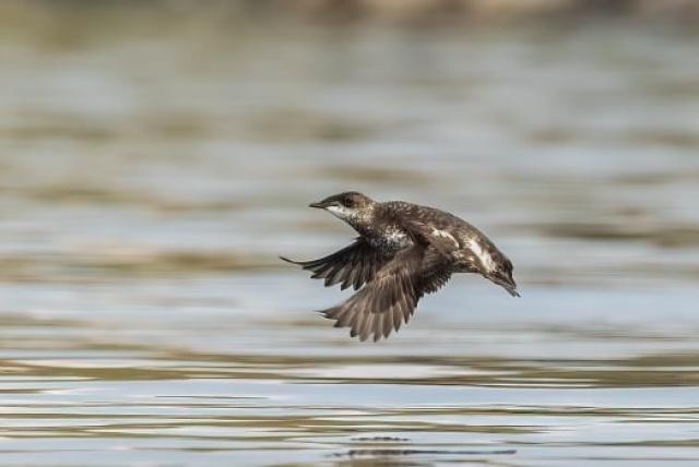 Marbled murrelet flying above water