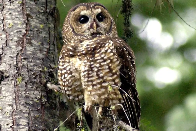 0429_na_owls_2.jpg