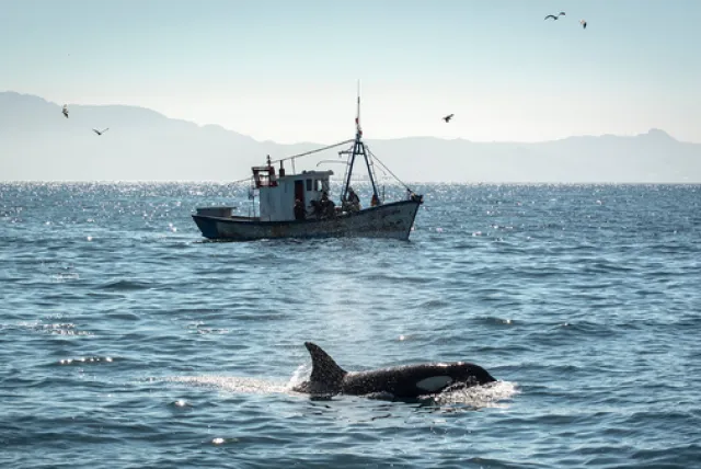 whale_and_boat.width-600_20240926153525.png