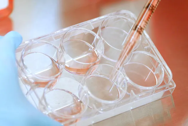 STEMCELL-Supplied-Photo-Six-Well-Plate-ORIGINAL-1_20241114154138.jpg