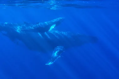 Whales underwater