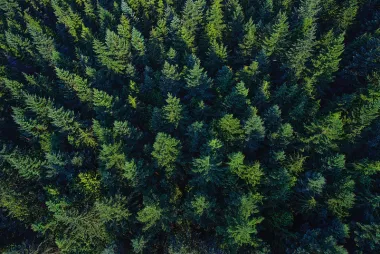 Aerial shot of a forest
