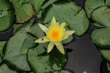 Lily in a pond.