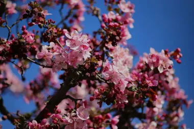 Cherry trees