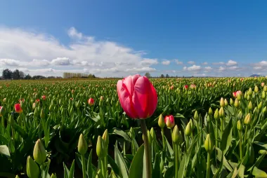 Tulips in May.