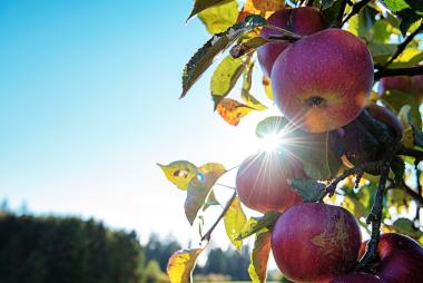 Close-up shot of apples on a tree, with the sun shining behind them