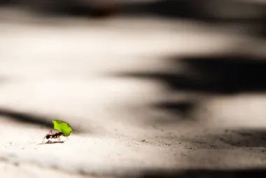 ant