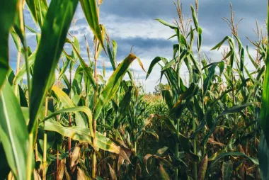 Corn
