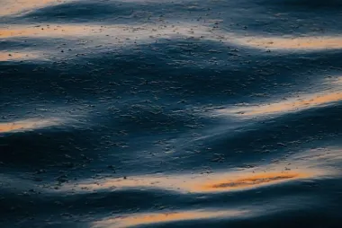 oil