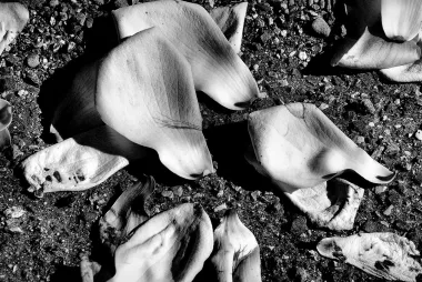 black and white petals on the floor. 