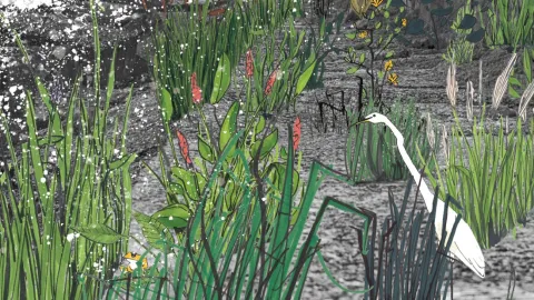 illustration of pond with plants growing