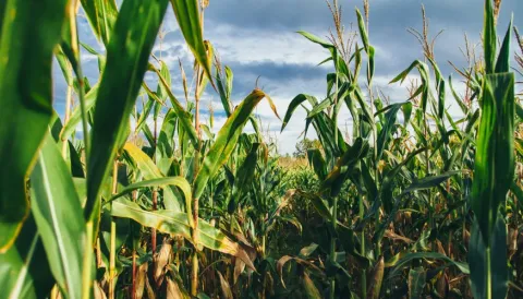 Corn
