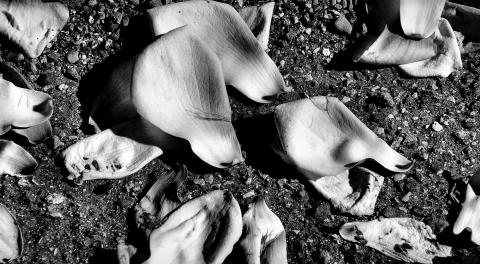 black and white petals on the floor. 